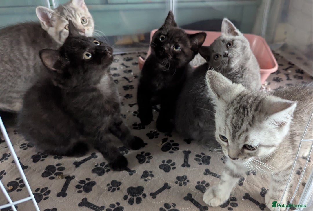 Persian cats for sale: British blue and Persian mix kittens ready now ❤️ - Image 1