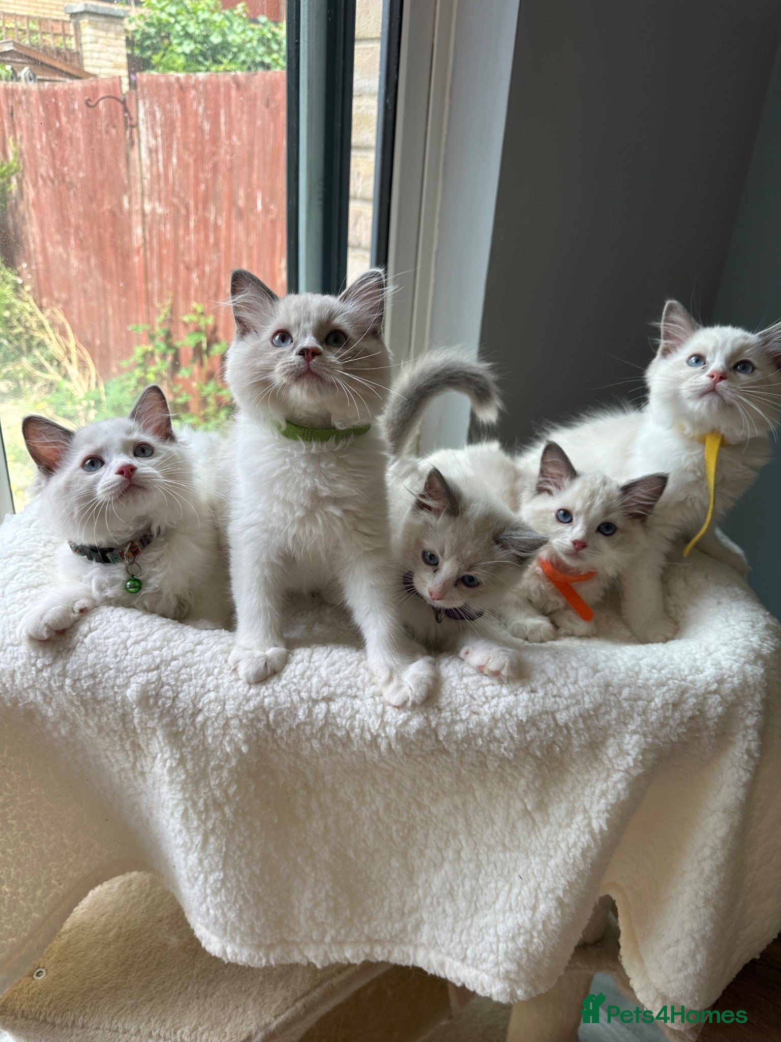 Ragdoll cats  TICA Quality Beautiful ragdoll kittens 😻🌟 - Advert 10