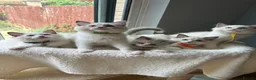 Ragdoll cats for sale:  TICA Quality Beautiful ragdoll kittens 😻🌟 - Advert 1