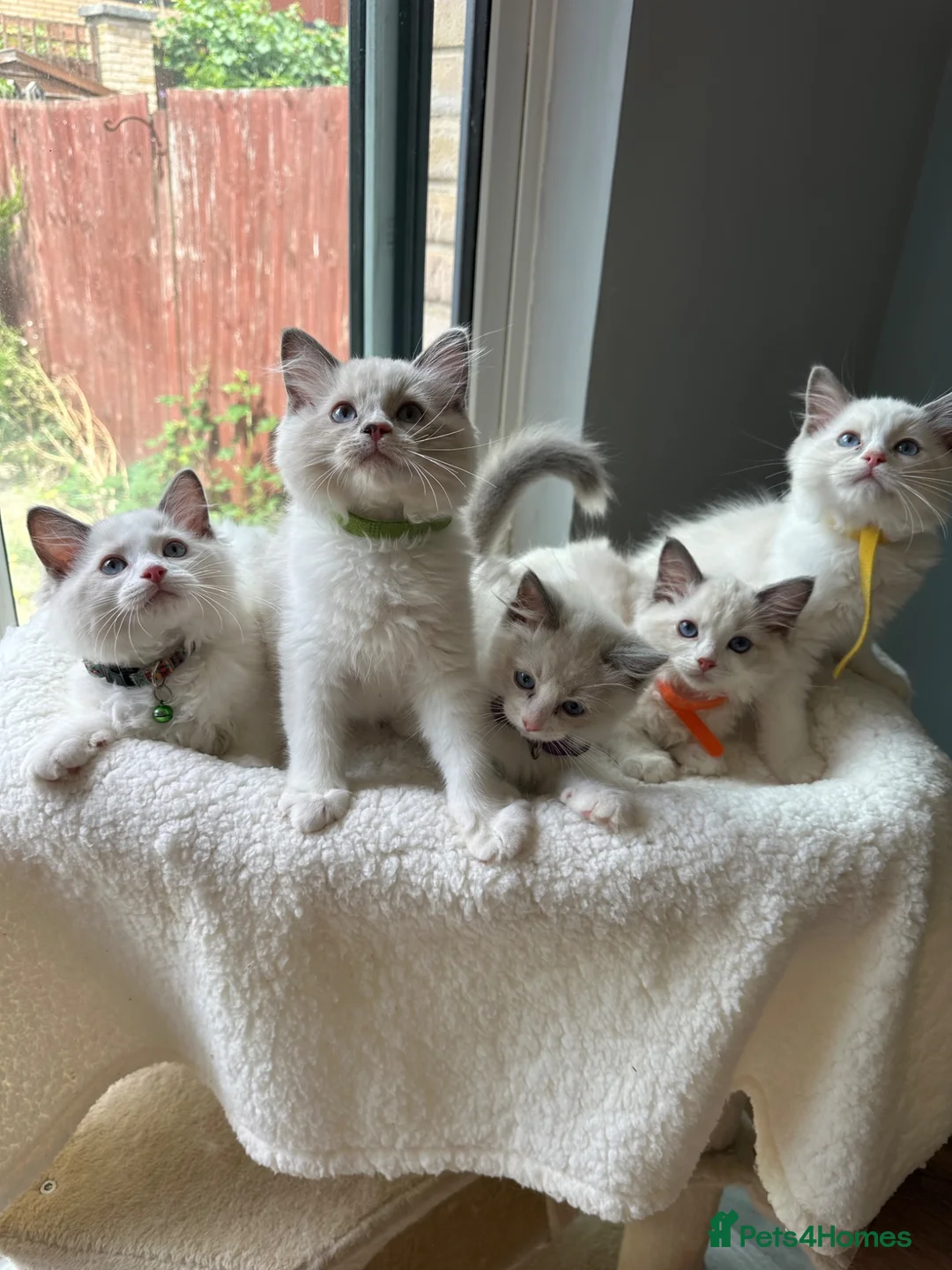 Ragdoll cats for sale:  TICA Quality Beautiful ragdoll kittens 😻🌟 - Advert 1