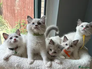Ragdoll cats TICA Quality Beautiful ragdoll kittens 😻🌟 - Advert 10