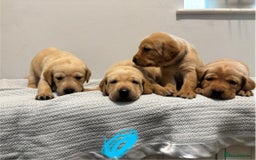 Labrador Retriever dogs for sale: Beautiful fox red puppies  - Image 17