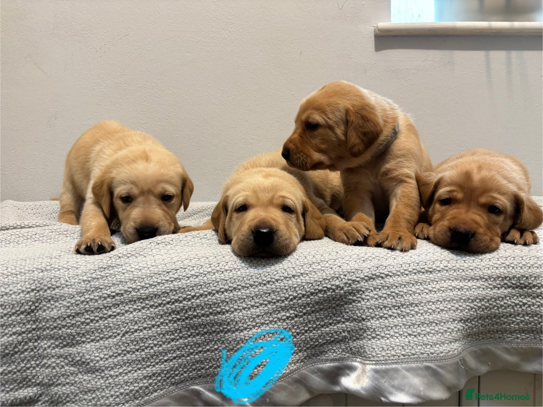 Labrador Retriever dogs for sale: Beautiful fox red puppies  - Image 17