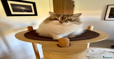 RagaMuffin cats - Advert 6