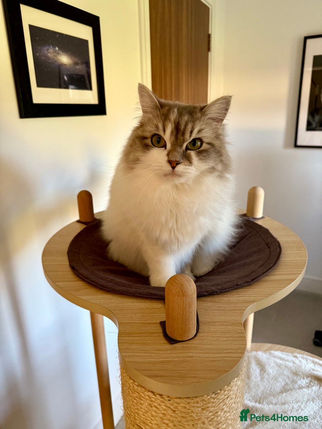 RagaMuffin cats for sale: 2 year old Ragamuffin sisters to loving home - Image 3