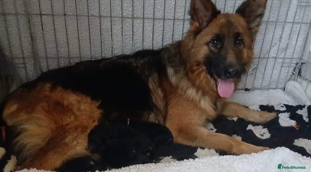 German Shepherd dogs for sale: OUTSTANDING long coat female puppy READY NOW - Advert 15
