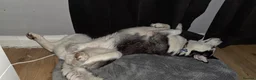 Siberian Husky dogs for sale: Siberian Husky 2 years old - Advert 7
