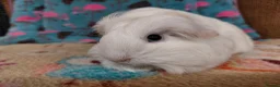 Guinea Pig rodents for sale: Baby Longhaired Sheltie Boars/Brothers RTR - Advert 9