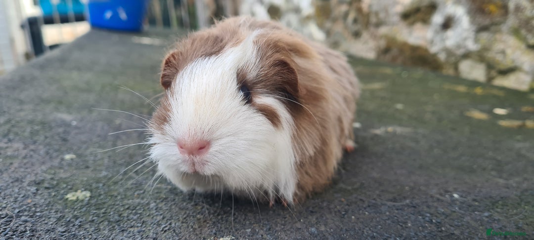 Guinea Pig rodents for sale: Sheltie female guinea pig  - Advert 2