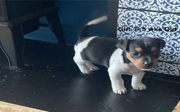 Jack Russell dogs for sale: Jack Russel Pups Short Legged - Image 19