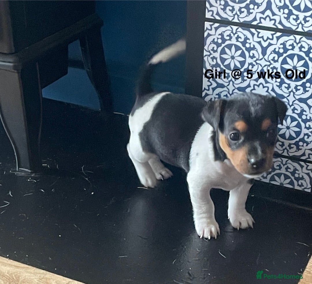 Jack Russell dogs for sale: Jack Russel Pups Short Legged - Image 19