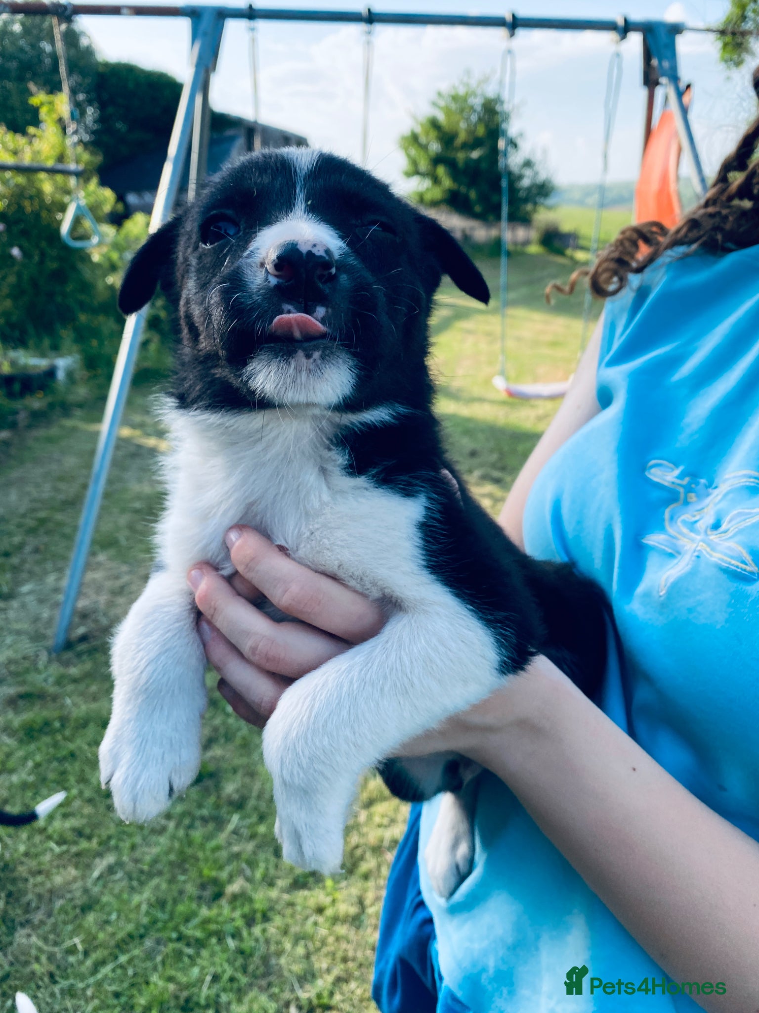 Border Collie dogs for sale: Super litter of border collies - Advert 4