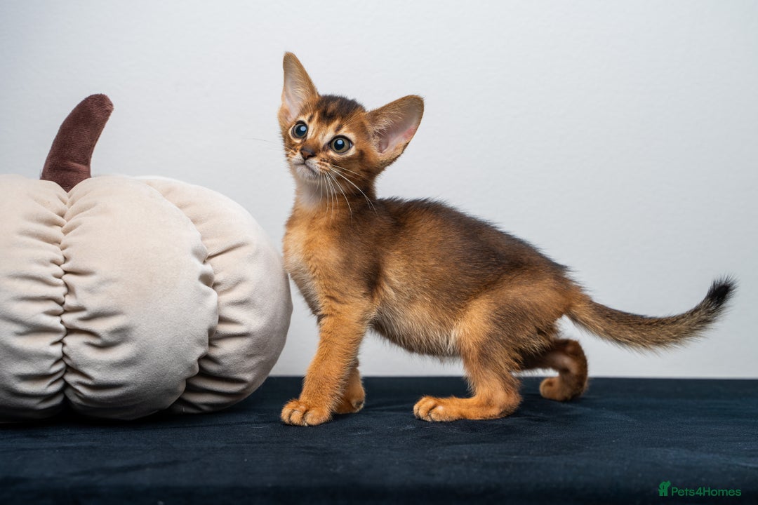 Abyssinian cats for sale: Premium Abyssinian kittens-TICA- Champion Pedigree - Image 11