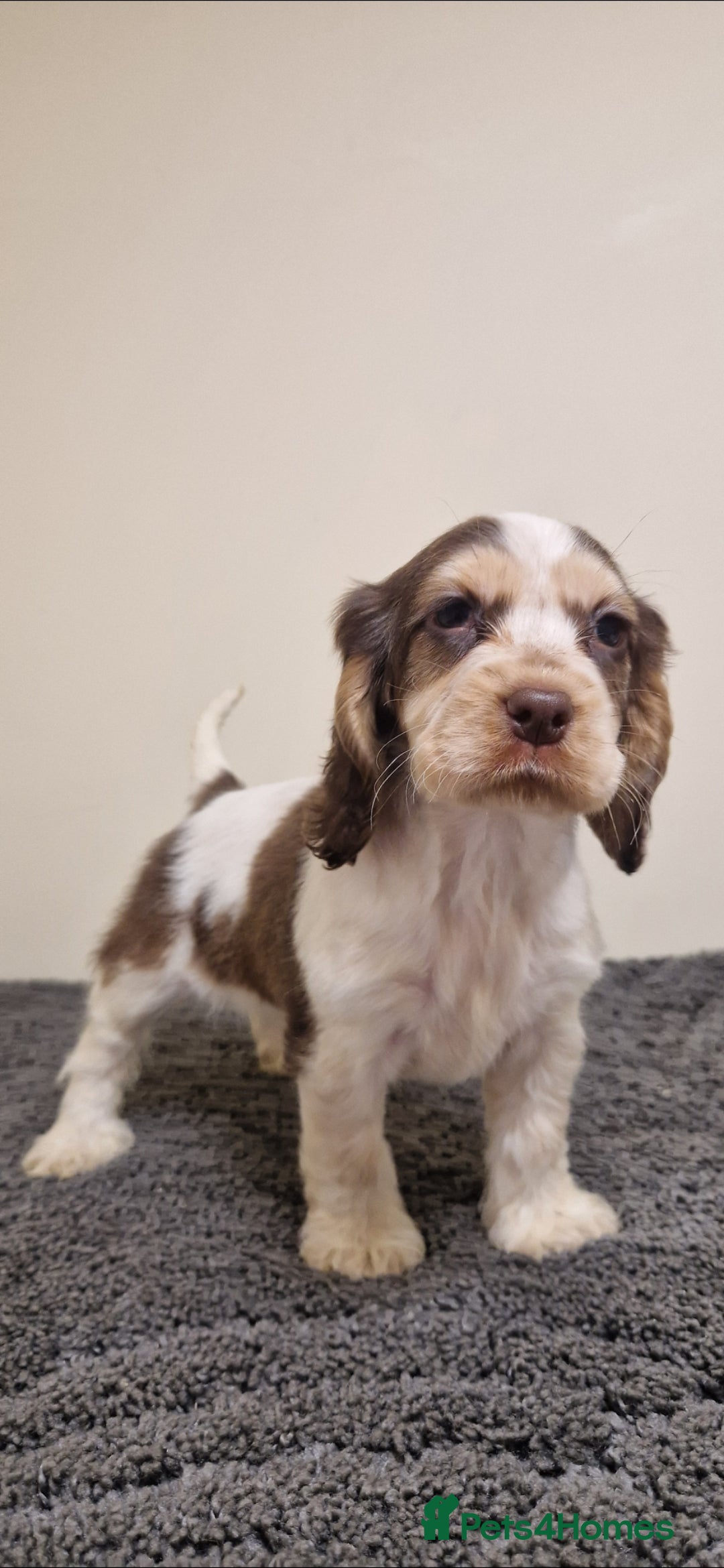 Cocker Spaniel dogs gorgeous cocker-spaniel puppies  - Advert 2