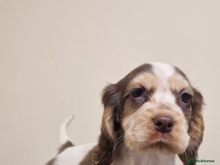 Cocker Spaniel dogs gorgeous cocker-spaniel puppies - Advert 2