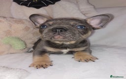 French Bulldog dogs for sale: Home reared beautiful frenchie pups - Image 6