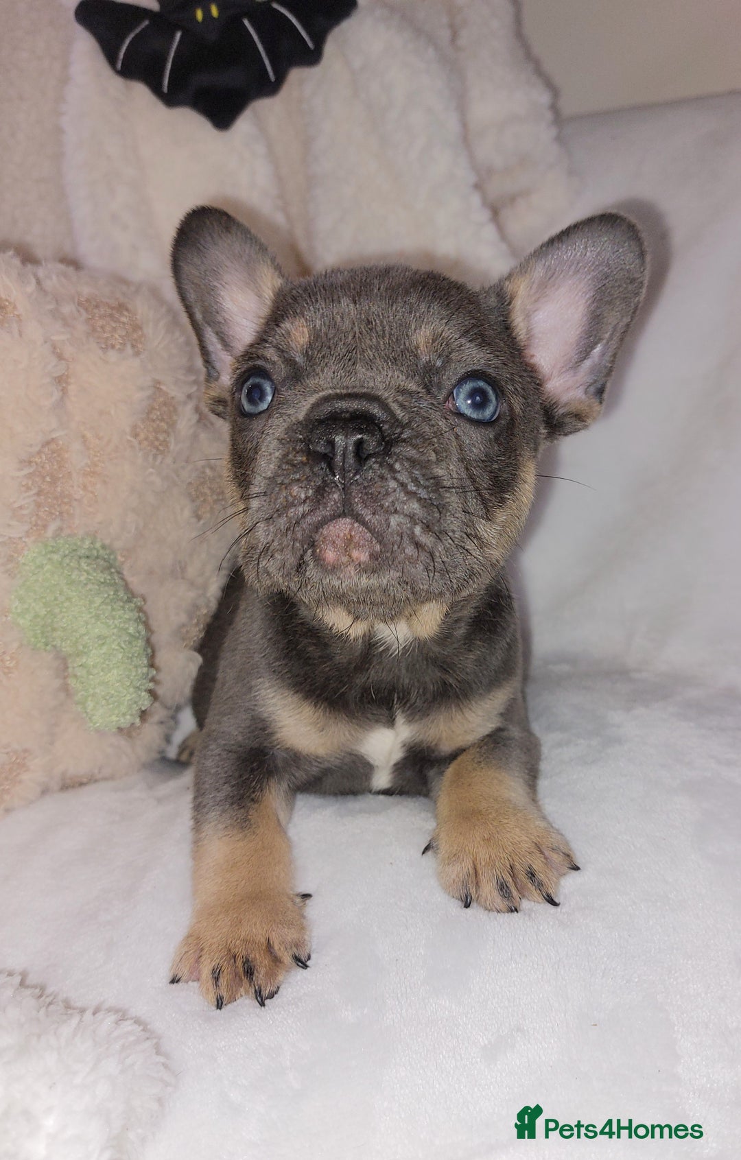 French Bulldog dogs for sale: Home reared beautiful frenchie pups - Image 6
