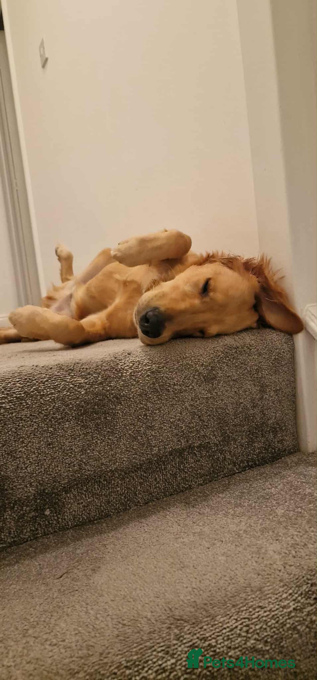 Golden Retriever dogs for stud: Bailey – Stunning Red Golden Retriever Stud😍 - Image 5