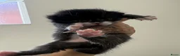 Mixed Breed cats for sale: Mixed kittens bengal/tuxedo - Advert 8