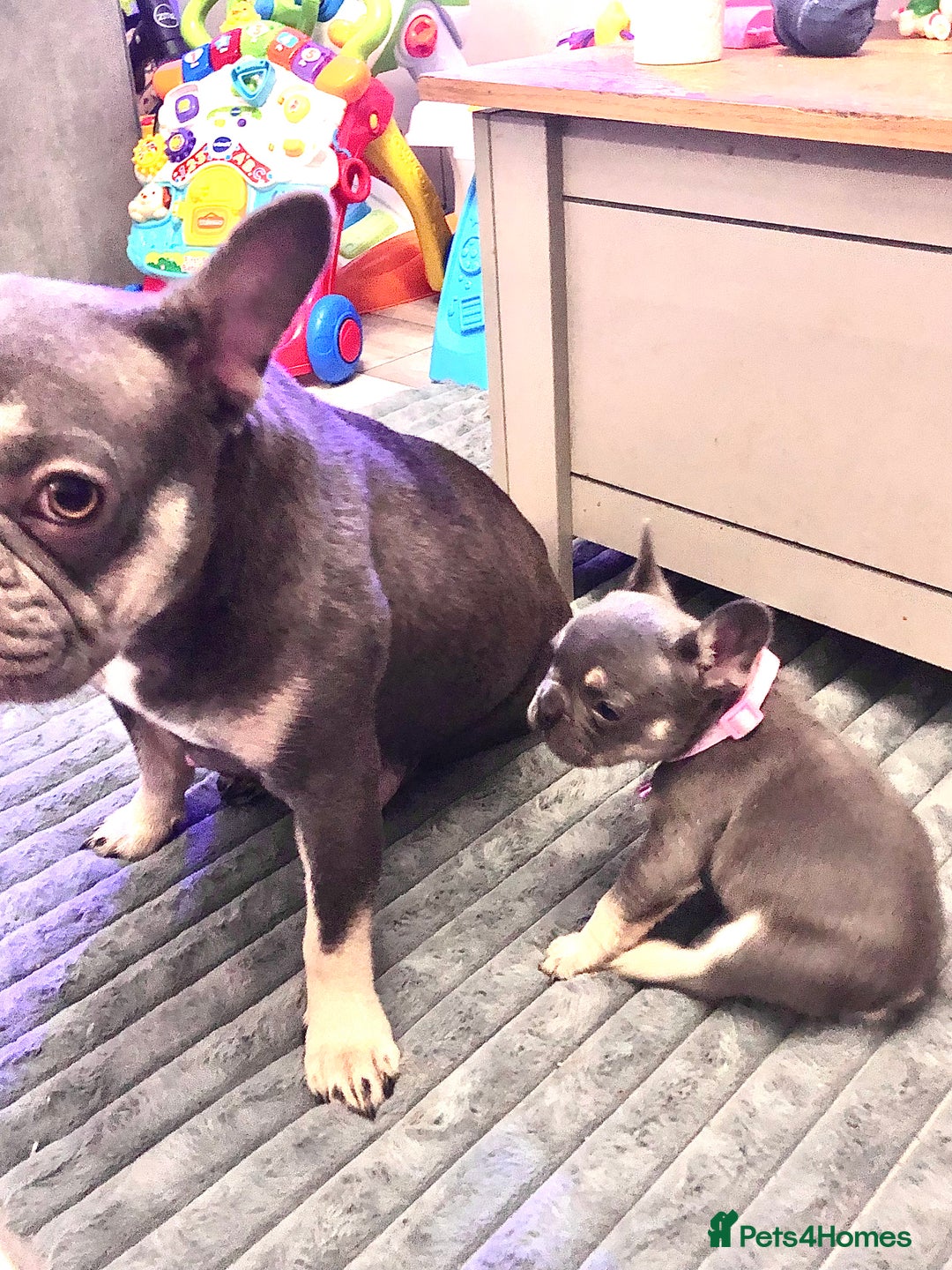 French Bulldog dogs for sale: Blue & tan French bulldogs  - Advert 9