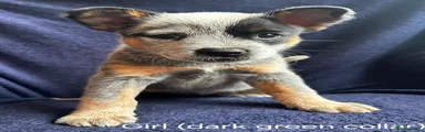 Australian Cattle Dog 4