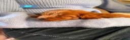 Cavapoo dogs for sale: 🩵🫧 4 Cavapoo Puppies 🫧🩵 - Advert 25