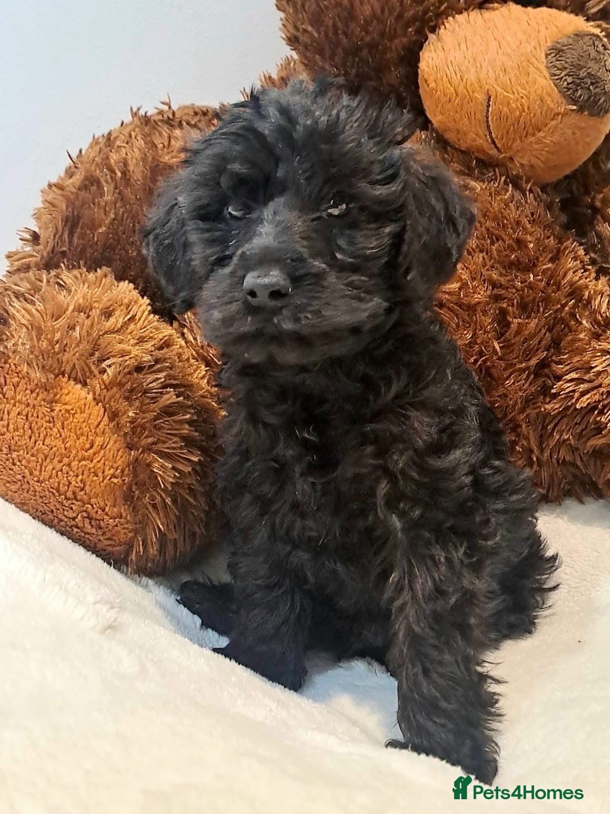 Schnoodle dogs ***READY NOW***Schnoodle pups for sale.  - Advert 2