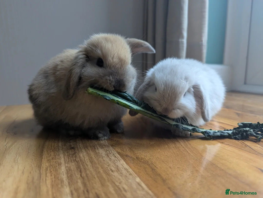 Mini Lop rabbits for sale: Mini lop  in Canterbury - Advert 5