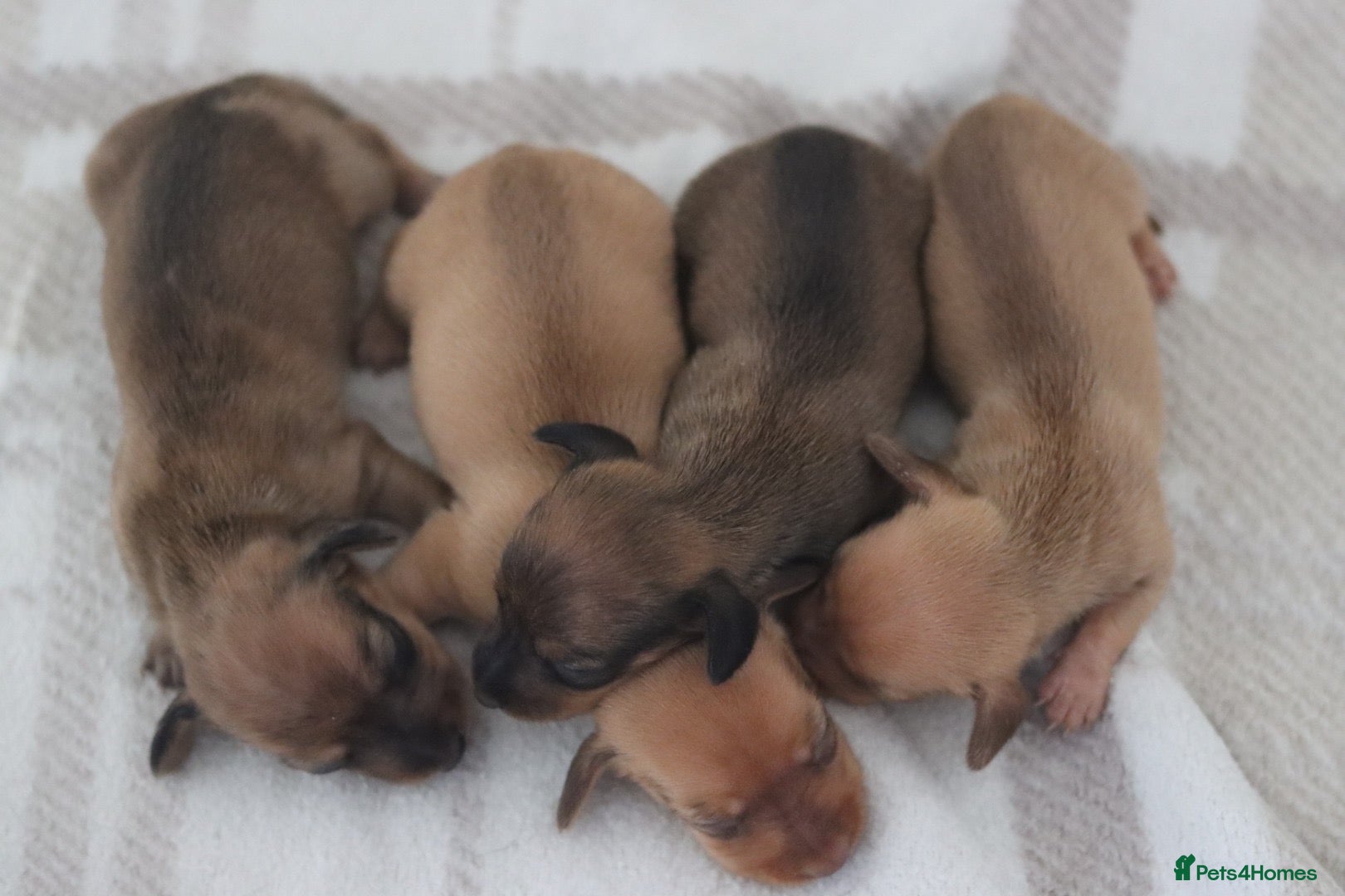 Miniature Dachshund dogs for sale: 4 Miniature Dachshund Pups Red Dapple - Shaded Red - Advert 1