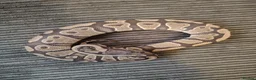 Python Snake reptiles for sale: Beautiful collection of pythons for sale  - Advert 4