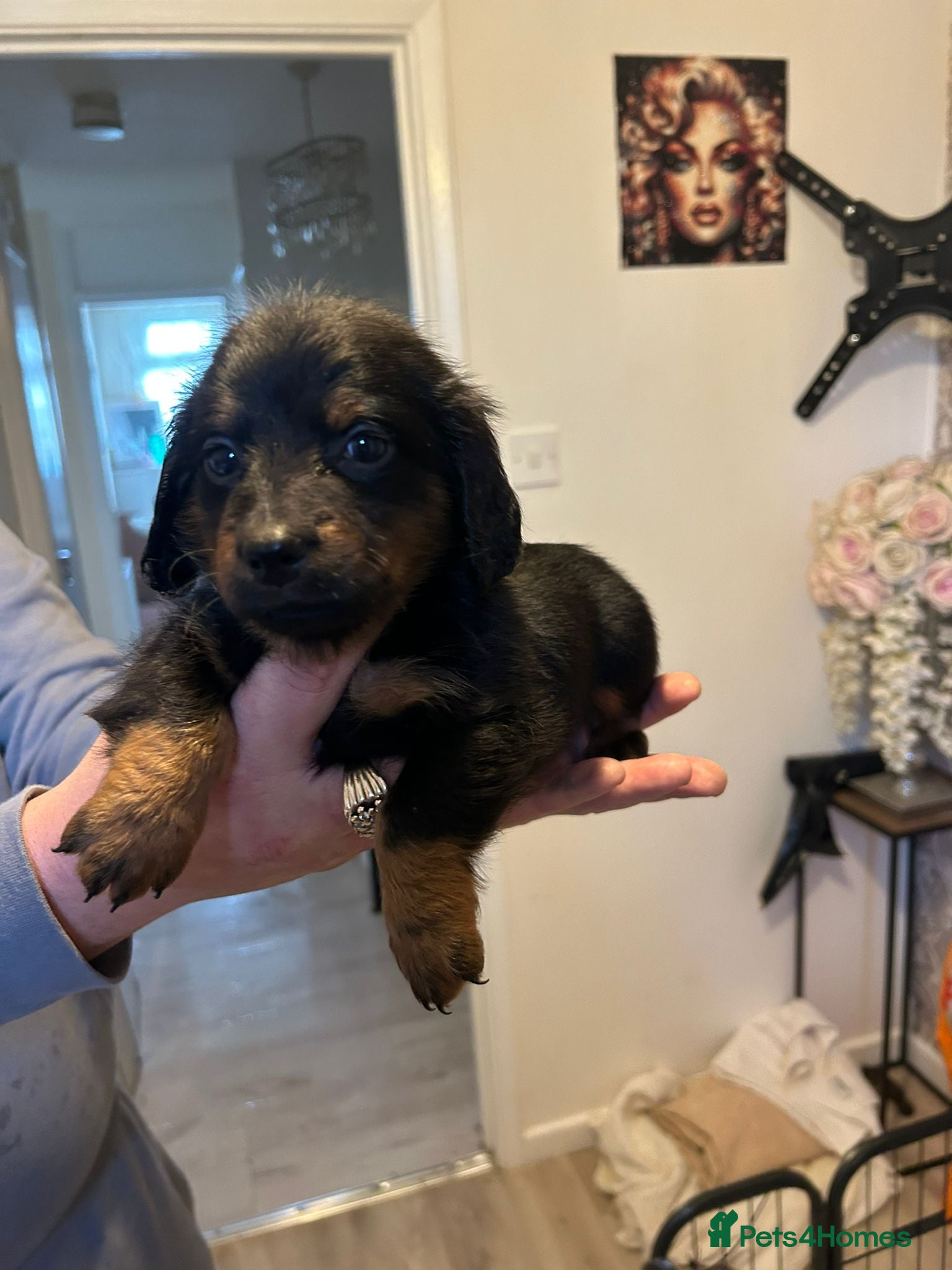 Dachshund dogs Dachshund puppies  - Advert 7