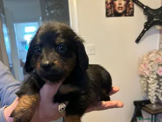 Dachshund dogs Dachshund puppies - Advert 7