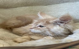 Maine Coon cats for sale: Stunning Mainecoon kittens  - Image 18