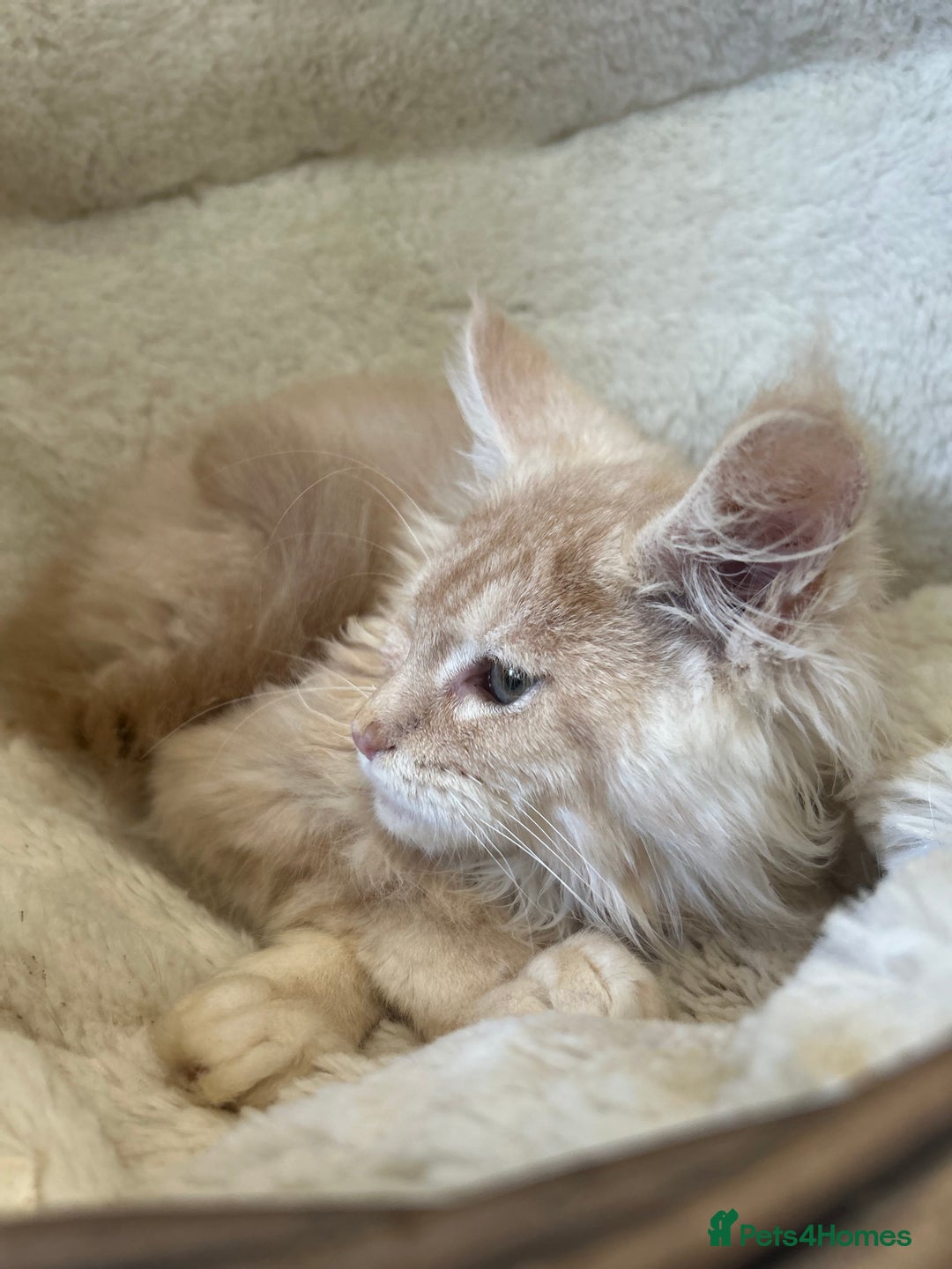 Maine Coon cats for sale: Stunning Mainecoon kittens  - Image 18