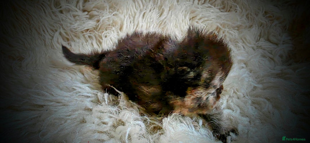 Persian cats for sale: Beautiful and Rare Purebred Persian Kittens - Image 7