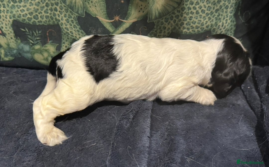 Cocker Spaniel dogs for sale: KC show cocker puppies black white blue roan - Image 19