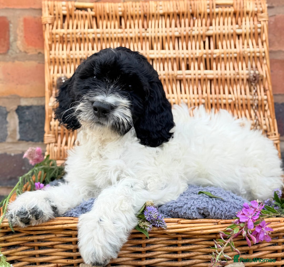Cockapoo dogs for sale:  cockapoo puppies **READY GO GO** - Image 10