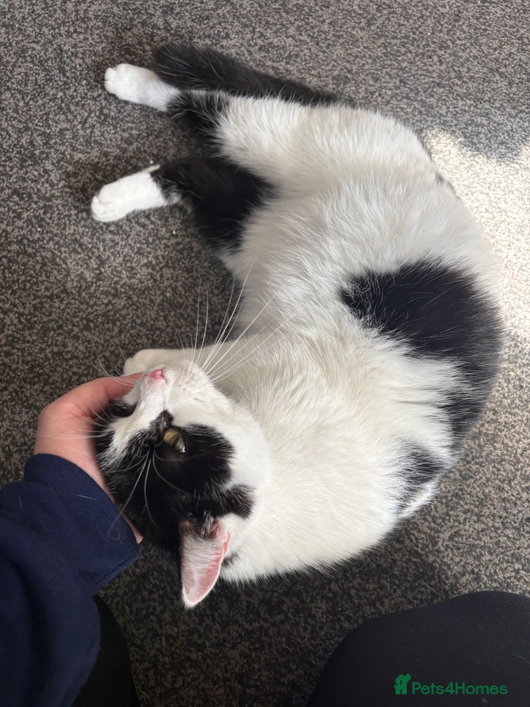 British Shorthair cats for sale: Female cat needs a new forever home  - Advert 3