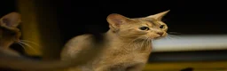 Abyssinian cats for sale: Everybody’s favourite 🤍 - Advert 3