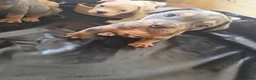 Mixed Breed dogs for sale: American bull cross old tyme  in Skegness - Advert 14