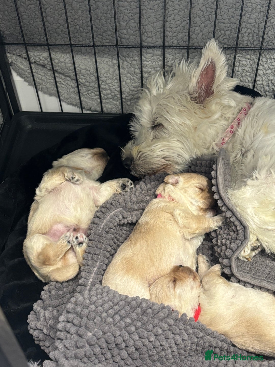 Mixed Breed dogs for sale: Westiepoo Pups For Sale - Image 13