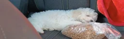 Bichon Frise dogs for sale: Beautiful female bichon frise - Advert 3