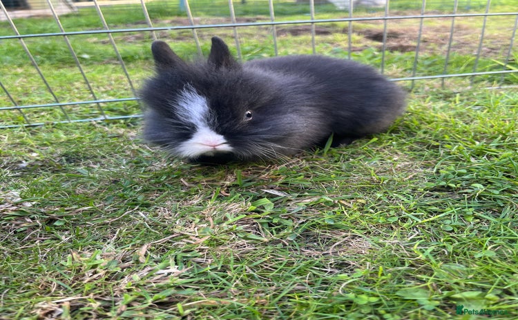 Lionhead rabbits - Advert 2
