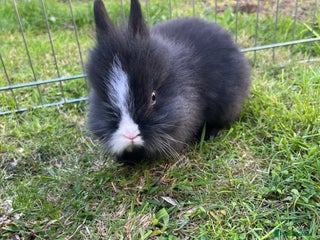 Lionhead rabbits - Advert 3