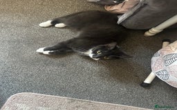 Mixed Breed cats for sale: Minnie  - Image 2