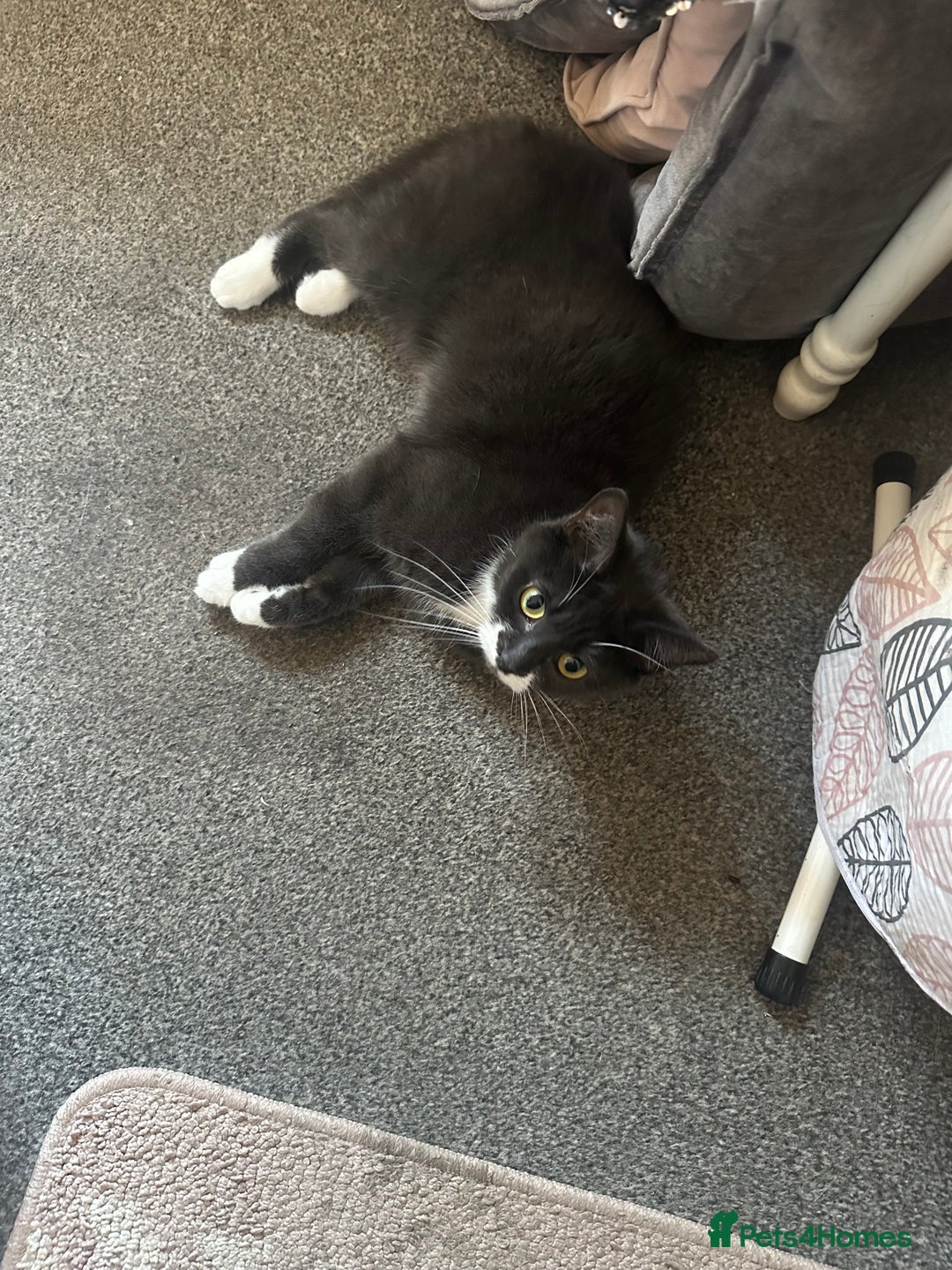 Mixed Breed cats for sale: Minnie  - Image 2