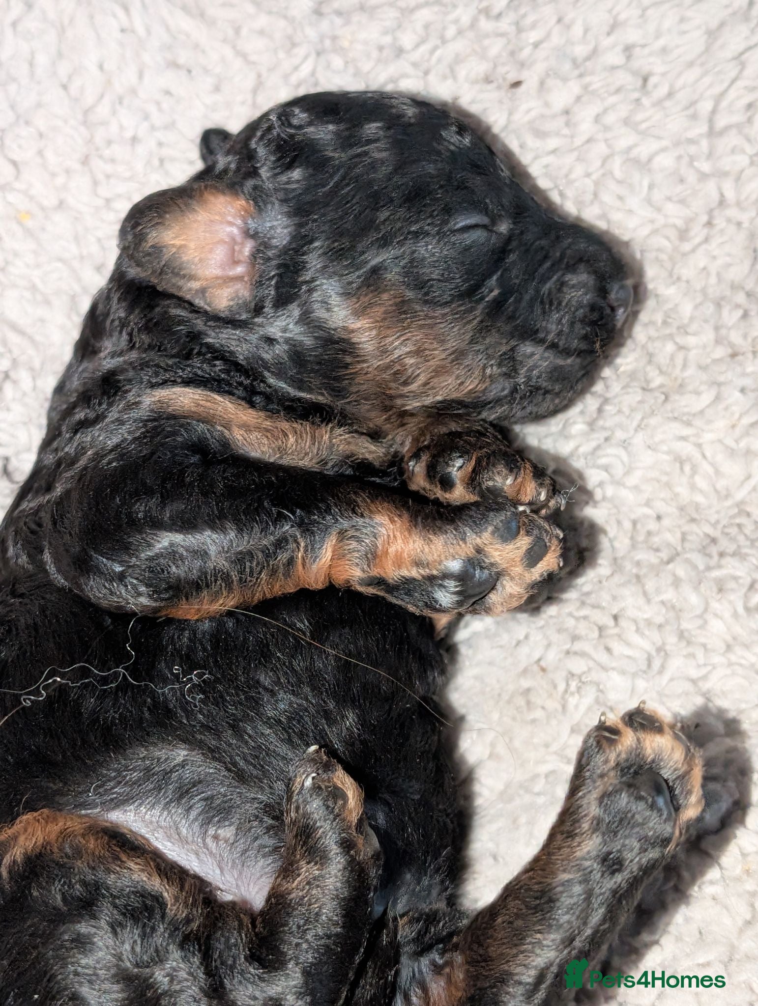 Miniature Poodle dogs Beautiful puppies  - Advert 6