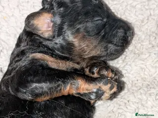 Miniature Poodle dogs Beautiful puppies - Advert 6