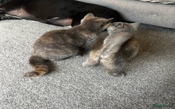 British Shorthair cats for sale: Beautiful sisters ready for their new homes  - Image 6
