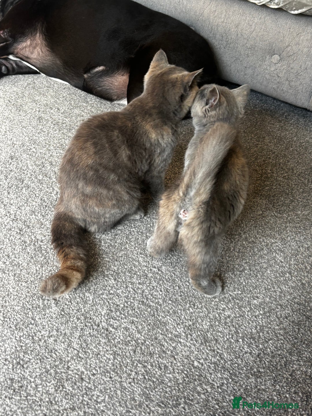 British Shorthair cats for sale: Beautiful sisters ready for their new homes  - Image 6